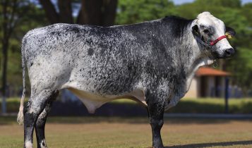 Touro Girolando ICH K85 Canela Shottle