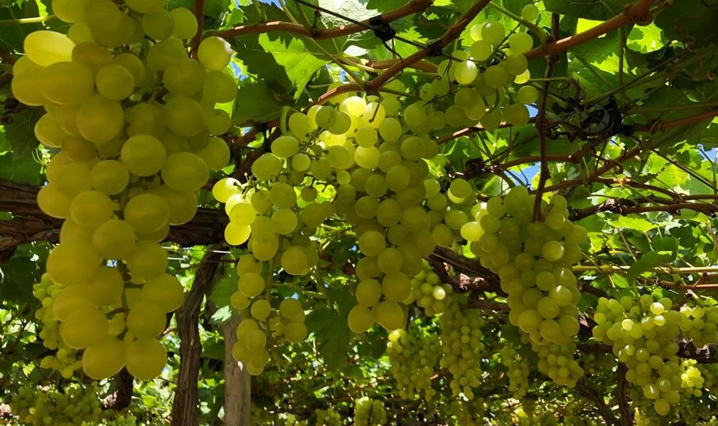 Com nova alta, uva branca sem semente bate recorde nominal