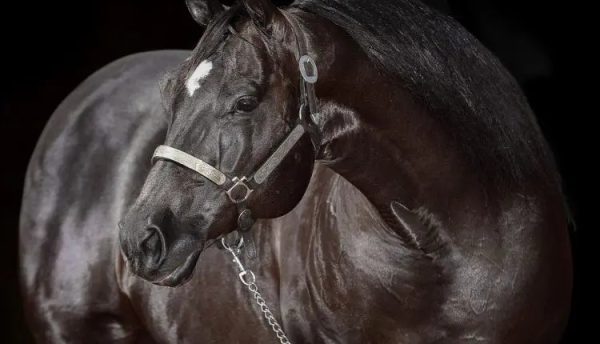 égua mais cara do Quarto de Milha