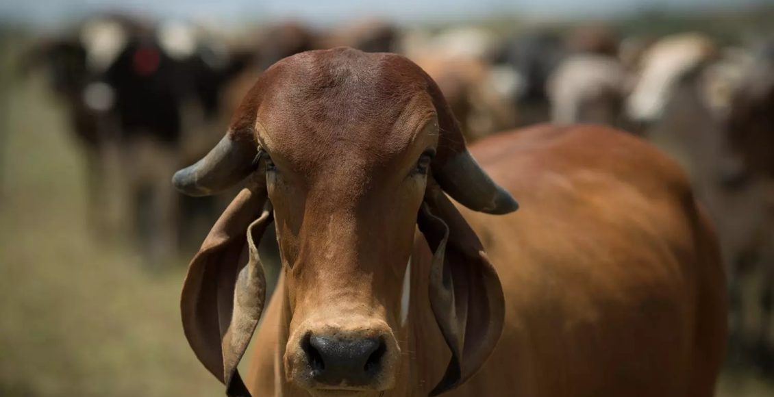 Quais são as melhores raças de gado de corte Fonte: https://agro.estadao.com.br/summit-agro/quais-sao-as-melhores-racas-de-gado-de-corte