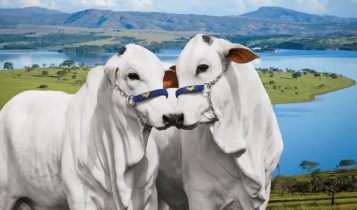 fazenda do sabiá - raca nelore po