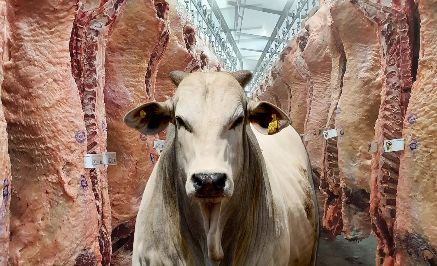 exportação de carne bovina