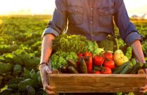 investimento no setor de alimentício