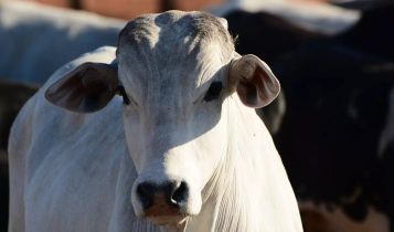 BOI/CEPEA: Com oferta escassa, indicador sobe 15% neste mês