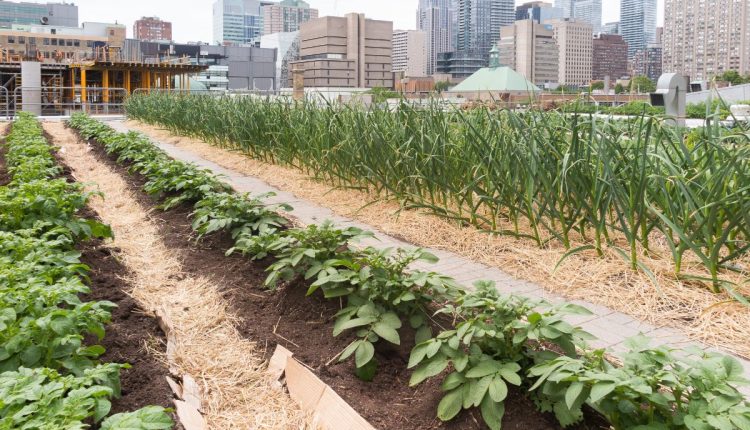 Projeto de lei que cria política nacional para agricultura urbana aguarda sanção presidencial