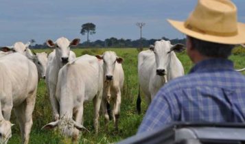 O passo a passo para sair do zero e bater 10 cabeças por hectare