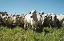 Solução nutricional completa pode aumentar até uma arroba no peso de carcaça bovina