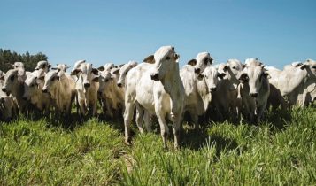 Solução nutricional completa pode aumentar até uma arroba no peso de carcaça bovina