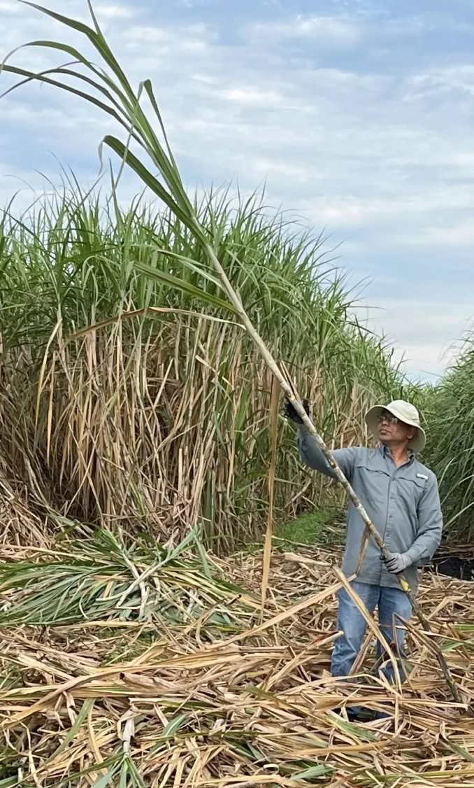 Baskaran Kannan evaluating gene edited sugarcane in the field. Credit: Uzair Khan