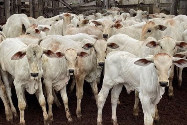 Esse é um número extremamente alto e preocupante, considerando que a cada safra nascem cerca de 20 milhões de bezerros nas fazendas brasileiras. Portanto, estamos falando de uma mortalidade de pelo menos 2 milhões de bezerros por ano.