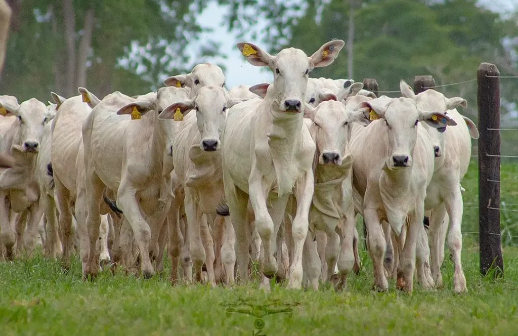 Esse é um número extremamente alto e preocupante, considerando que a cada safra nascem cerca de 20 milhões de bezerros nas fazendas brasileiras. Portanto, estamos falando de uma mortalidade de pelo menos 2 milhões de bezerros por ano.