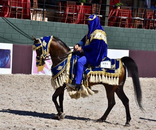 Exposição de cavalos árabes atrai até xeiques ao interior de SP
