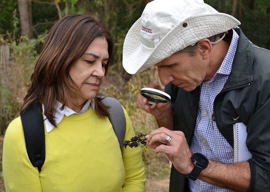 Plano emergencial é montado para combater fungo em plantações de uva em SP