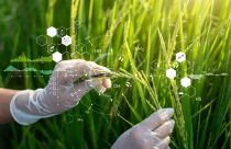 Inovação para o manejo de doenças iniciais e todos os nematoides é a novidade da Syngenta no Show Rural