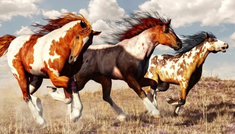 Conheça os cavalos mais perigosos do mundo