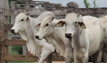Maximizando a eficiência alimentar na pecuária e reduzindo custos de produção