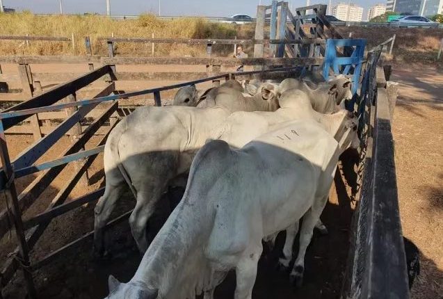 Polícia recupera R$ 400 mil em gado Nelore roubado de fazenda e leiloado ilegalmente