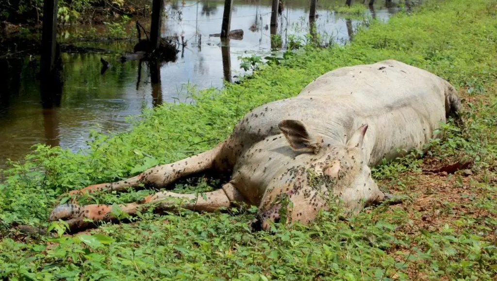 bovinos morrem por falta de pasto em Roraima