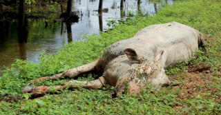 bovinos morrem por falta de pasto em Roraima