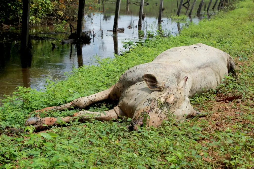 bovinos morrem por falta de pasto em Roraima