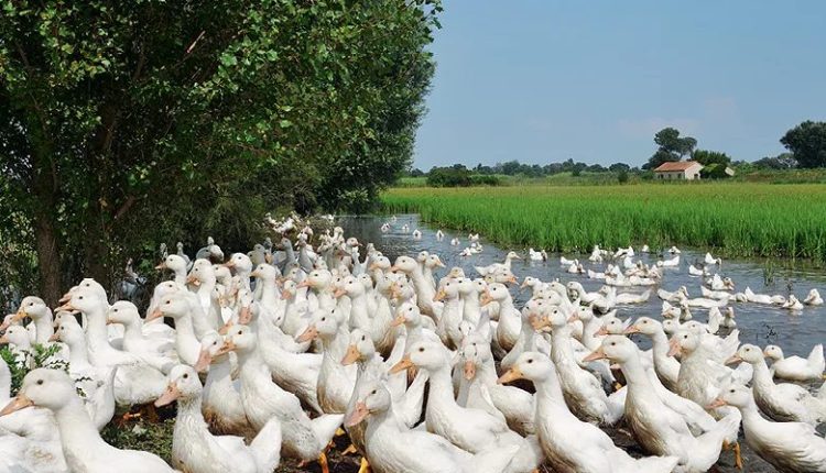 Como criar patos: A melhor escolha para pequenos produtores