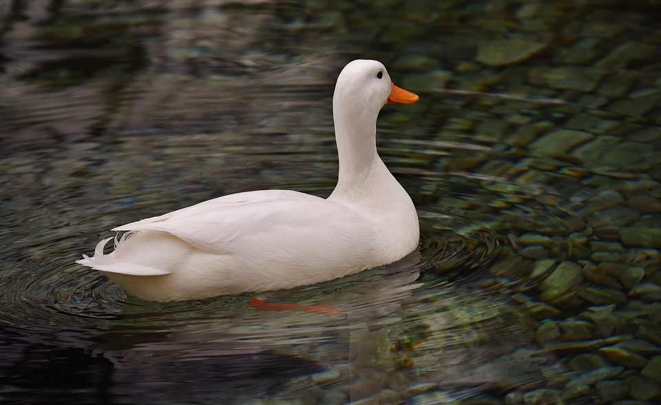 Como criar patos: A melhor escolha para pequenos produtores