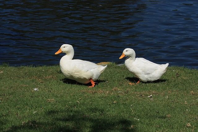 Como criar patos: A melhor escolha para pequenos produtores