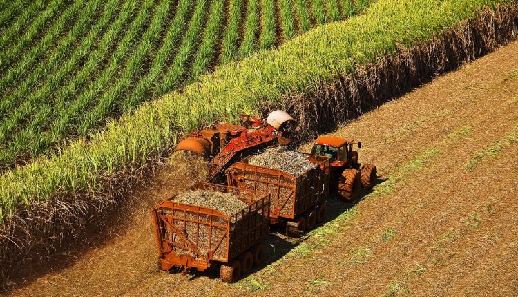 Produção de açúcar e etanol aumenta no país devido ao tempo seco; saiba mais