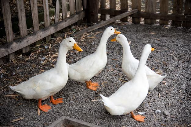 Como criar patos: A melhor escolha para pequenos produtores