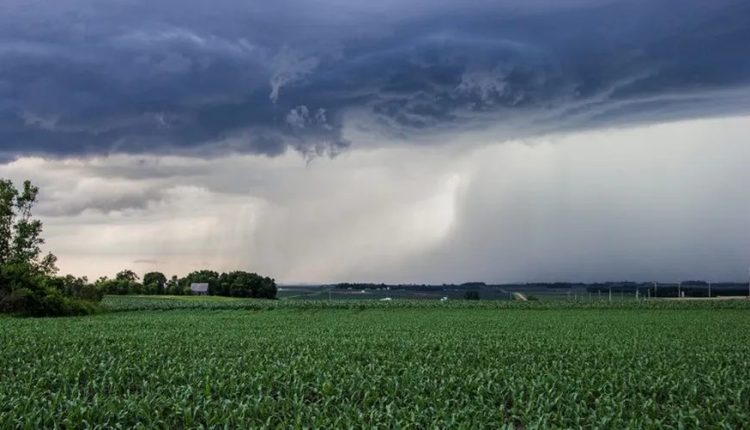 IA desenvolve bioestimulante para clima adverso, em breve no Brasil