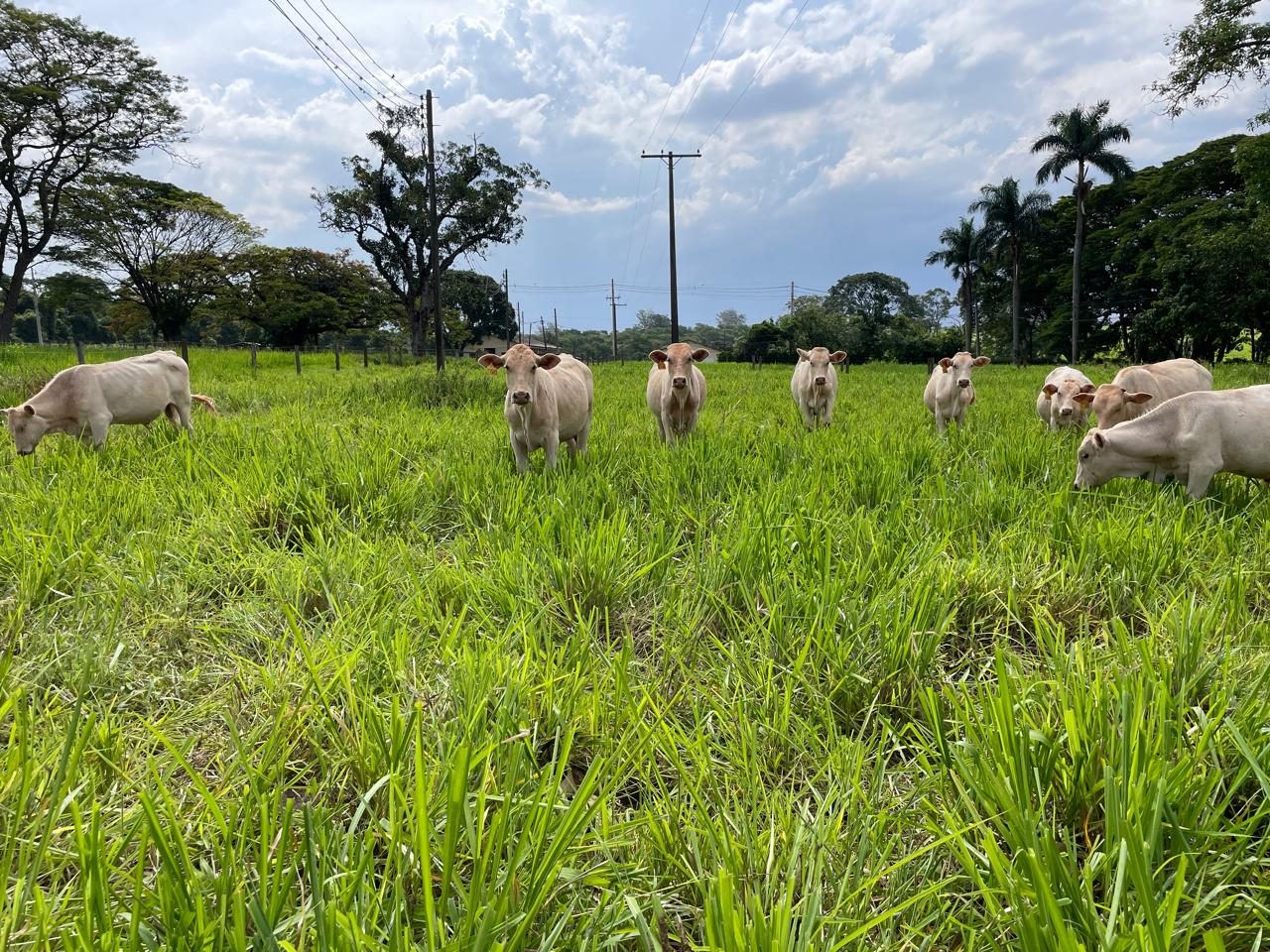 Manejar adequadamente a pastagem contribui para melhor produtividade - Foto: Gisele Rosso
