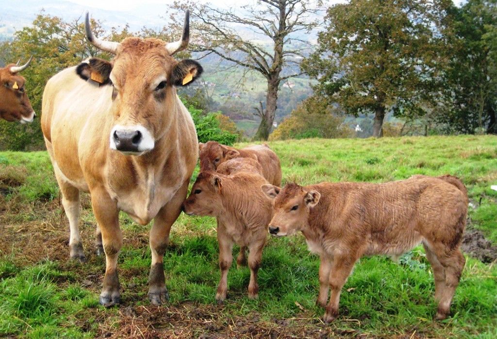 Asturiana dos Vales: A raça que superou 17 arrobas no Protocolo 1953 em MT