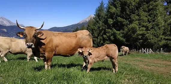 Asturiana dos Vales: A raça que superou 17 arrobas no Protocolo 1953 em MT