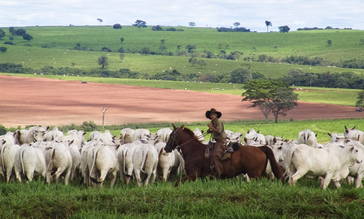 Cuidados essenciais para cavalos de lida