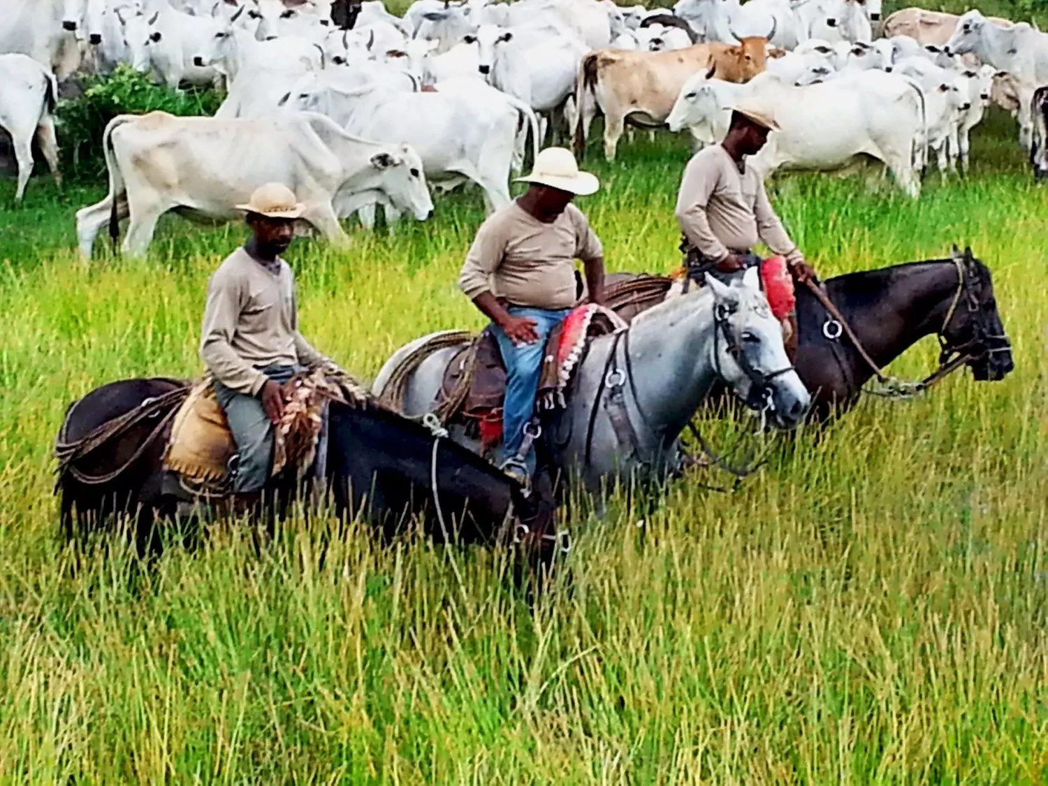 Cuidados essenciais para cavalos de lida