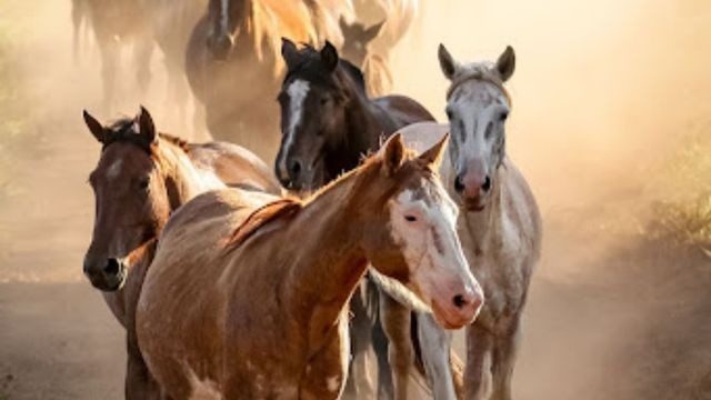 Cuidados essenciais para cavalos de lida