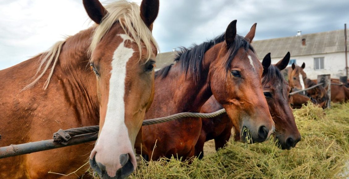 Cuidados essenciais para cavalos de lida