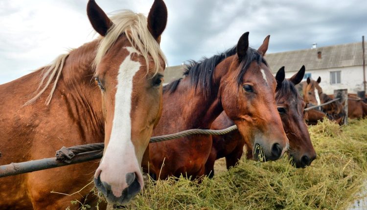 Cuidados essenciais para cavalos de lida