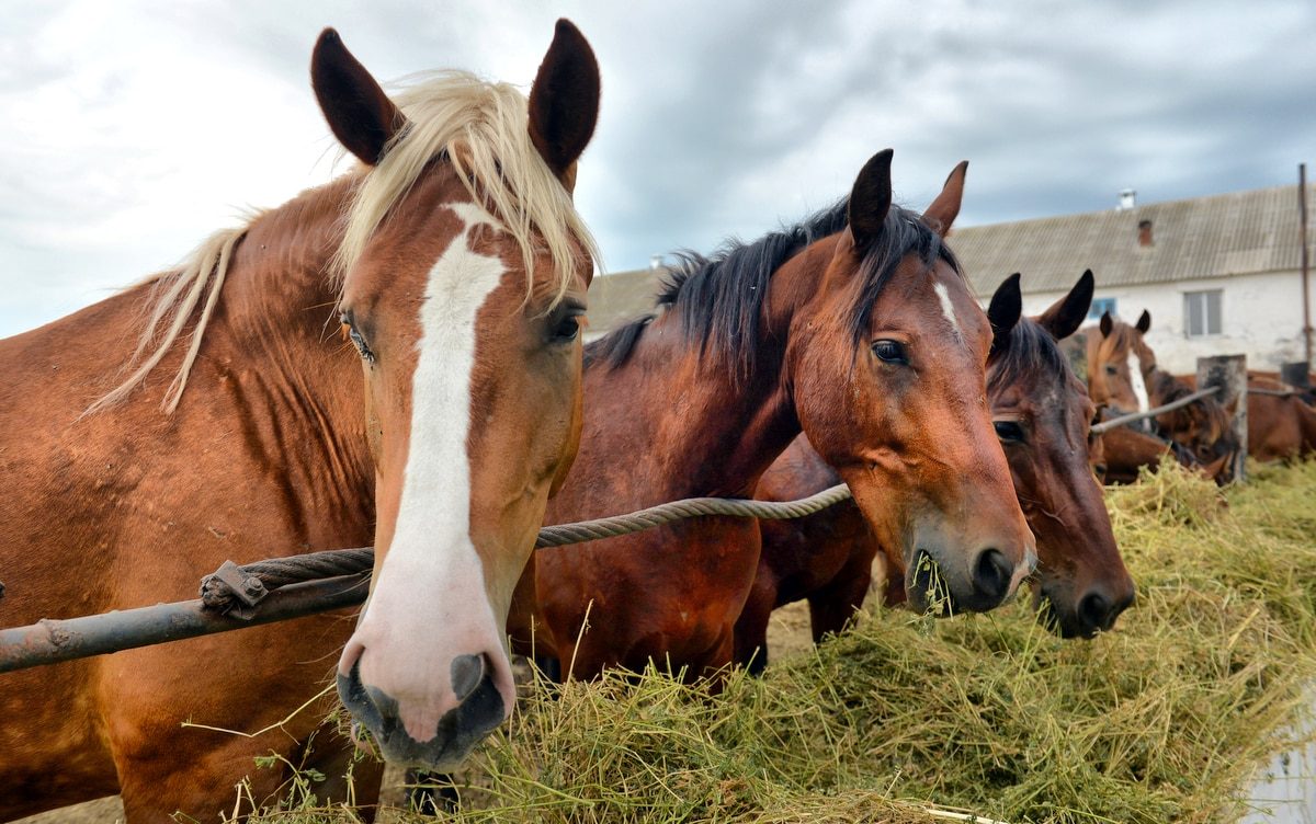 Cuidados essenciais para cavalos de lida