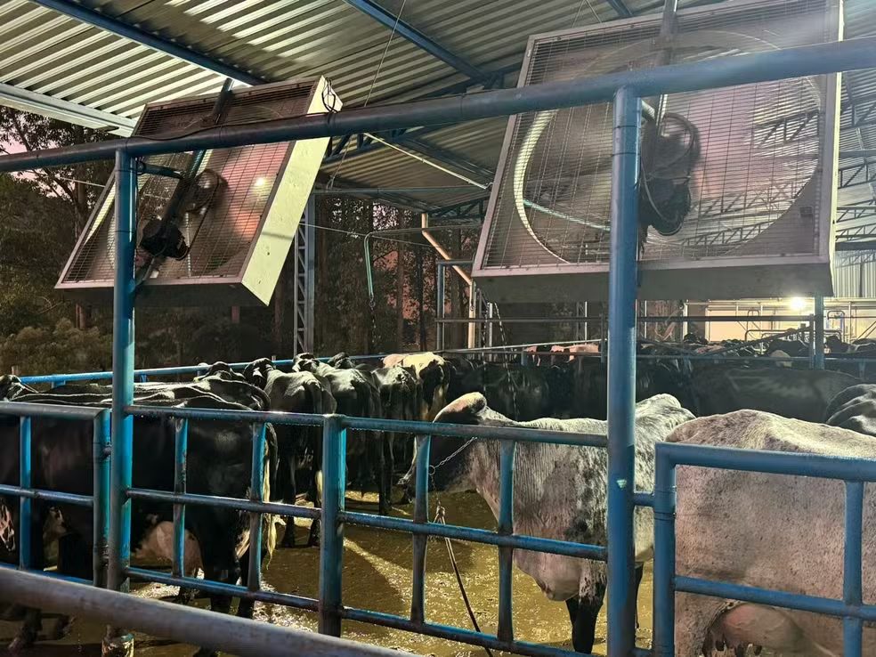 ‘vaca raiz’ que produziu 103 kg de leite