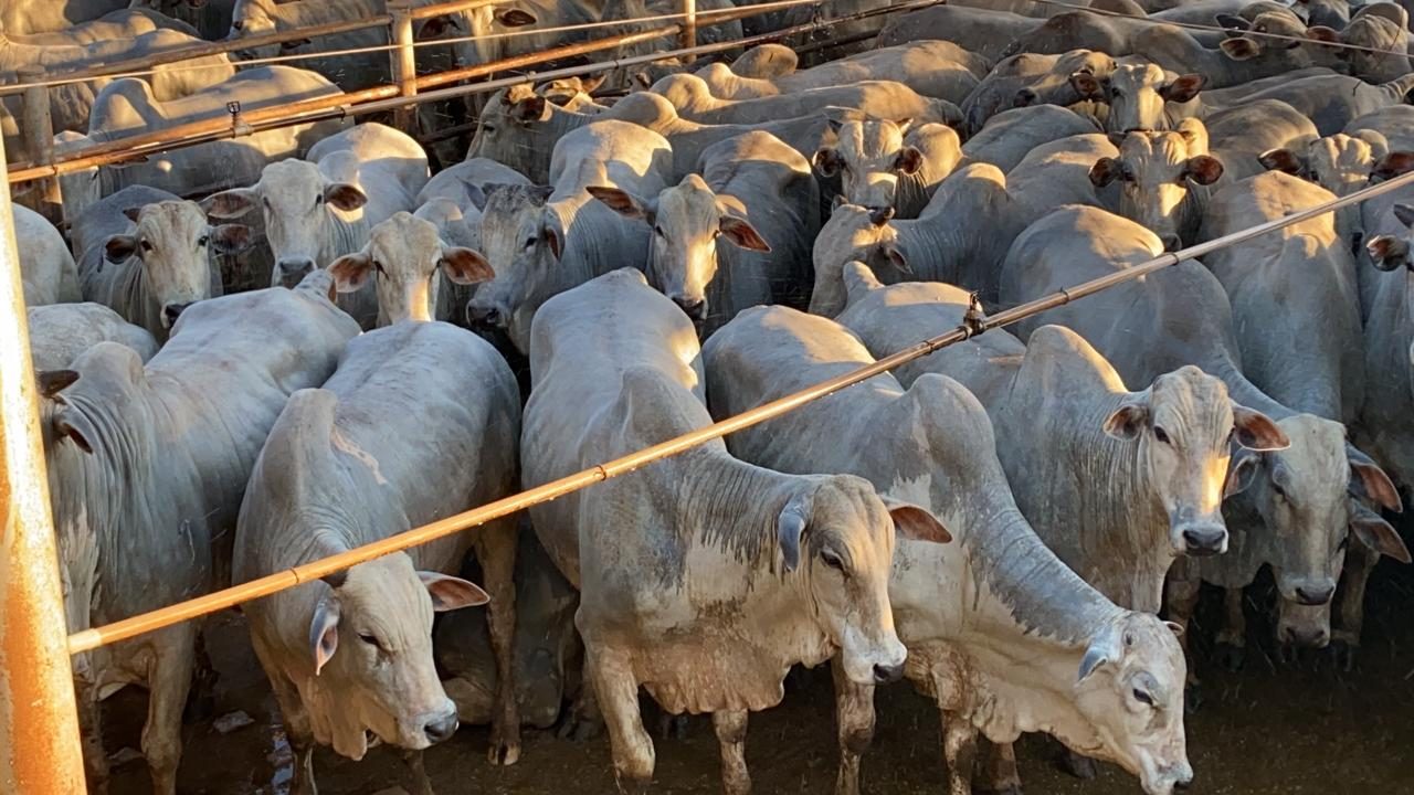 Mais de 1 mil animais foram avaliados em nova etapa do Circuito Nelore de Qualidade na Bolívia