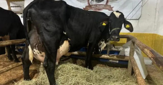 Conheça a ‘vaca raiz’ que produziu 103 kg de leite, apenas com ração caseira