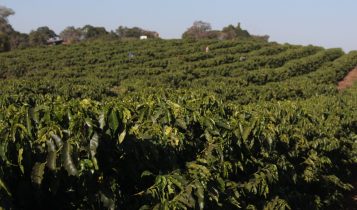 Campos Gerais se consolida como maior produtor de café do Sul de Minas