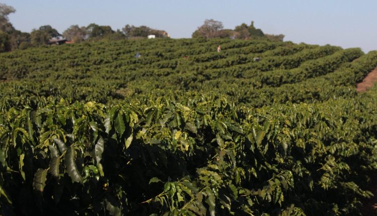 Campos Gerais se consolida como maior produtor de café do Sul de Minas