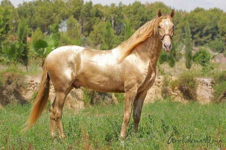 O gene champanhe: o brilho raro e irresistível da pelagem equina