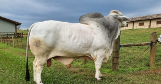 Conheça o touro da raça Brahman mais pesado do Brasil