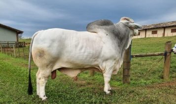 Conheça o touro da raça Brahman mais pesado do Brasil