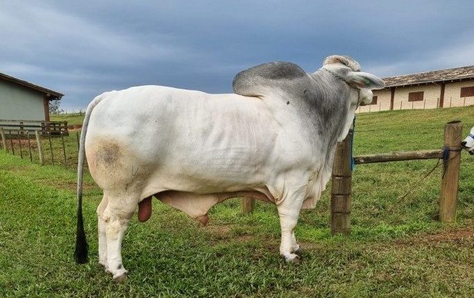 Conheça o touro da raça Brahman mais pesado do Brasil