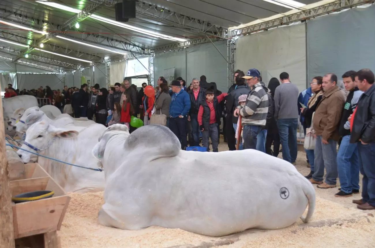 Conheça o touro da raça Brahman mais pesado do Brasil