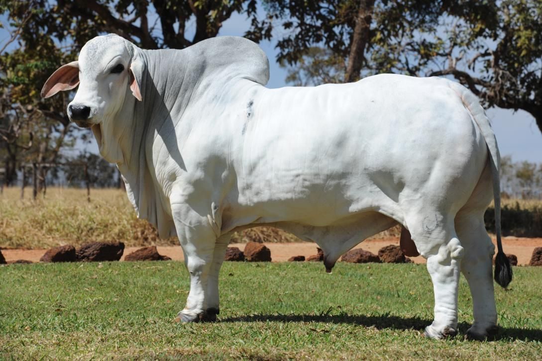 Conheça o touro da raça Brahman mais pesado do Brasil